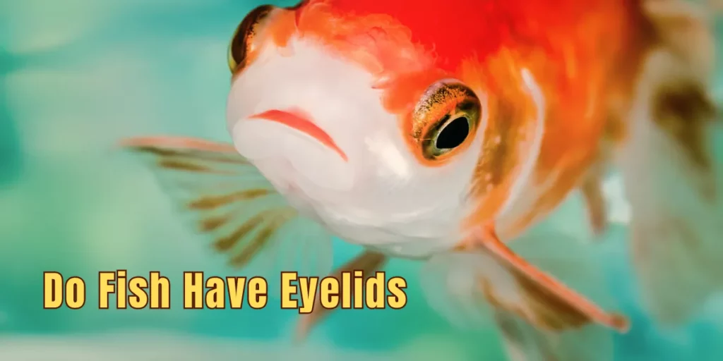 Do Fish Have Eyelids
